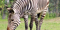 Export and Import Animal Services in Thailand