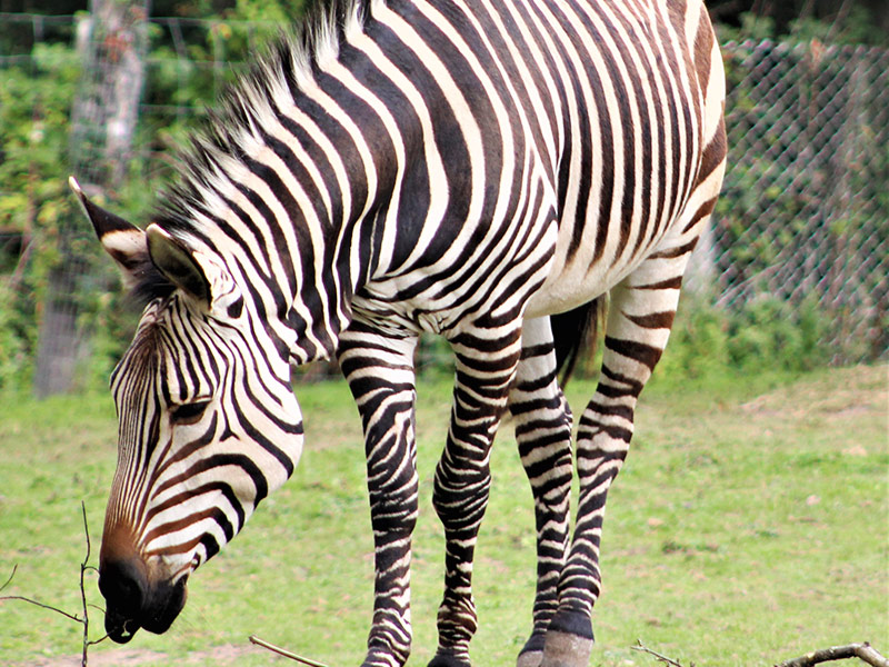 Export and Import Animal Services in Thailand