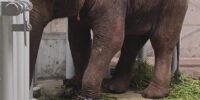 Export and Import Animal Services in Thailand