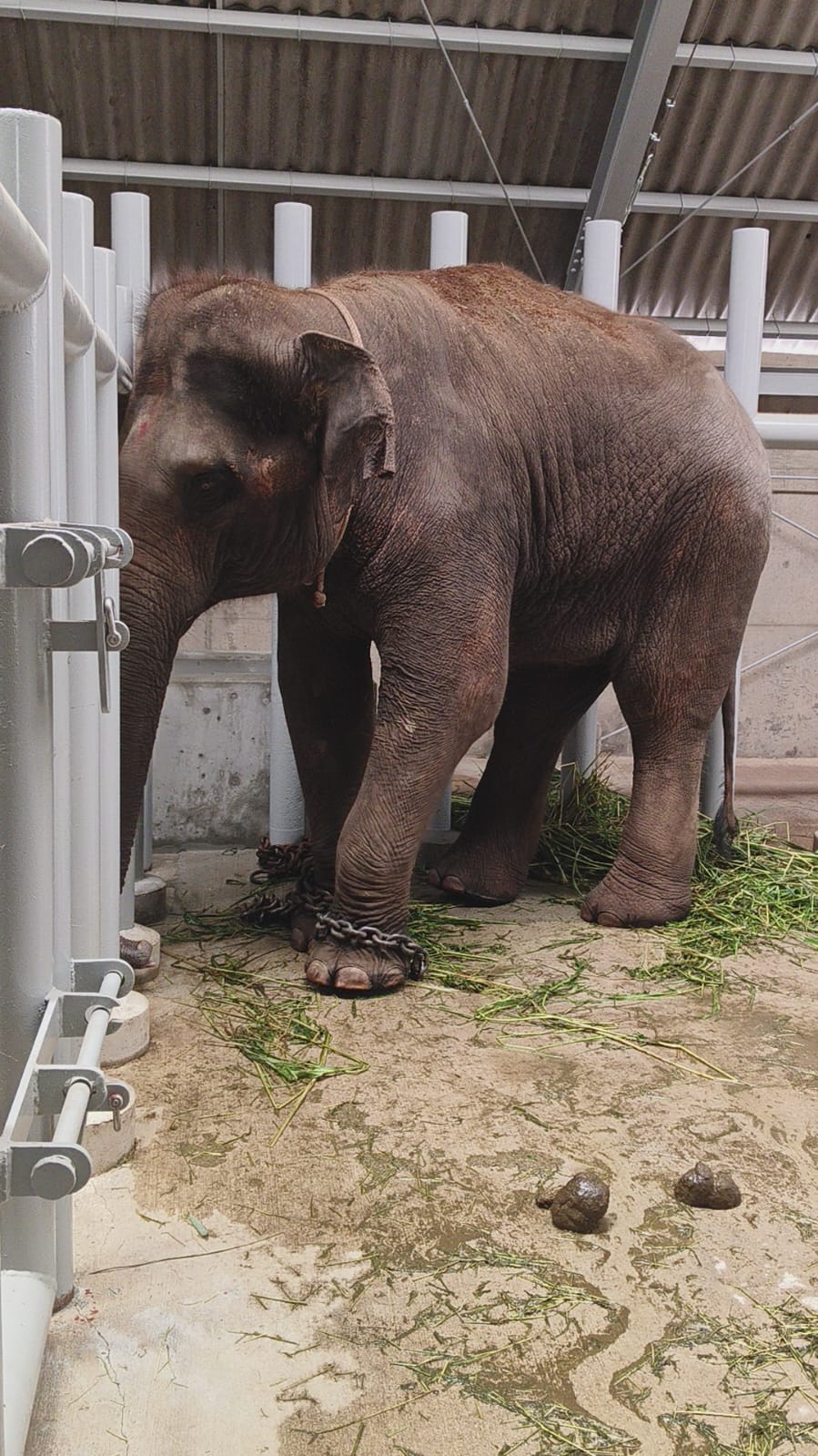 Export and Import Animal Services in Thailand