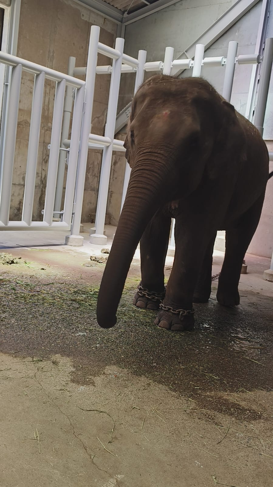 Export and Import Animal Services in Thailand