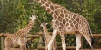 Export and Import Animal Services in Thailand