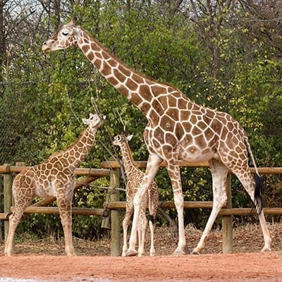 Export and Import Animal Services in Thailand